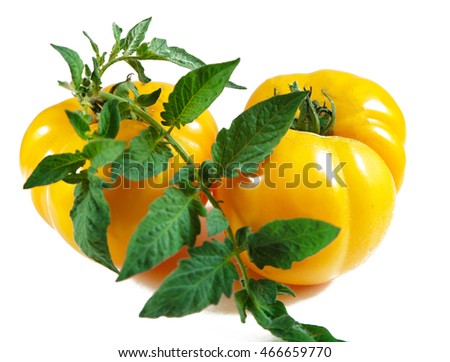 beautiful and juicy tomatoes on a white background photo for micro-stock