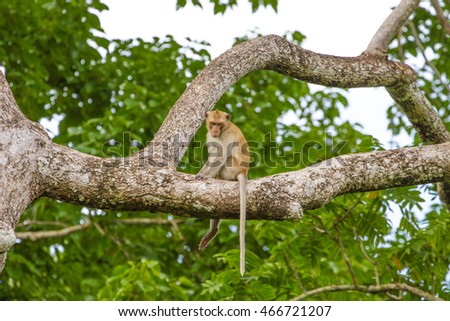 Close up Monkey on tree in forest, Thailnd