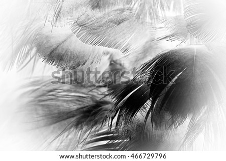 feather wool dark black and white abstract background