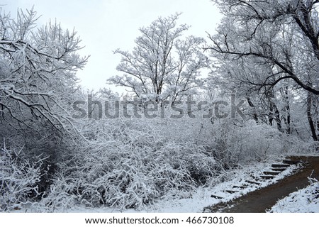 snowy landscape in forest