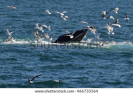 Open mouth feeding humpback whale 