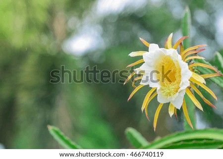 Beautiful  Dragon Fruit Flowers on blooming with yellow color