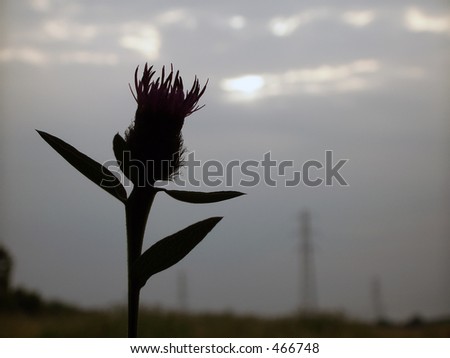 plant silhouette