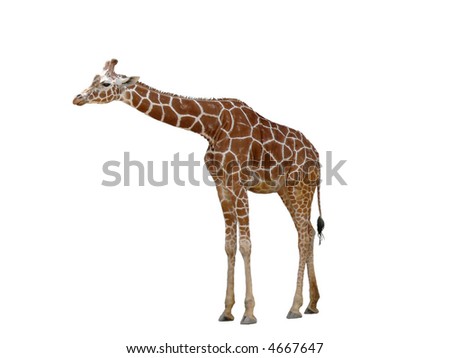 A tall giraffe isolated on a white background