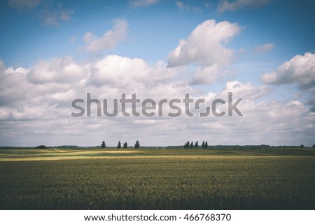 Summer Landscape with Wheat Field and Clouds in latvia - vintage film effect