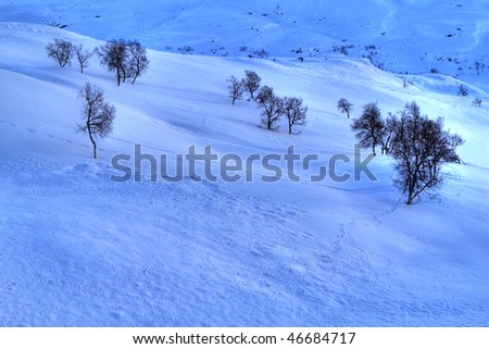 Animal tracks in the snow, in the Norwegian mountains