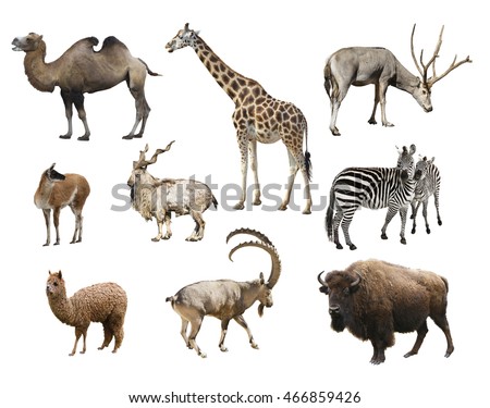 A collage of animals mammals artiodactyla Royalty-Free Stock Photo #466859426