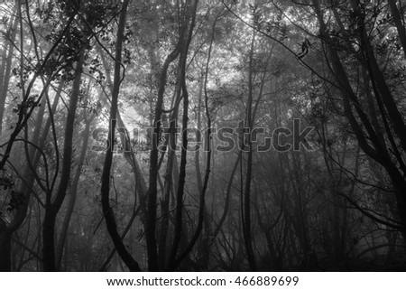 Spooky forest at Sibley regional park