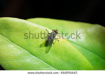 Closeup Fly on Green Leaf in the Nature