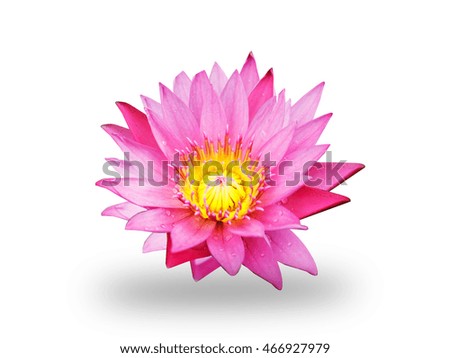 Pink lotus flower isolated on a white background