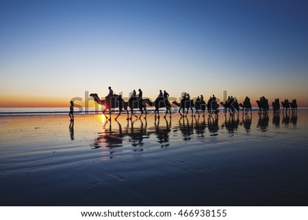 Camels walking on Cable Beach, Broome, Western Australia during sunset Royalty-Free Stock Photo #466938155
