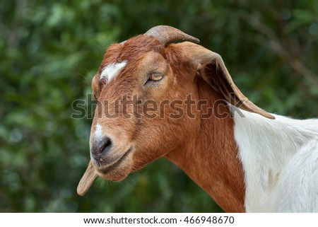 Head of silly looking billy goat, closeup portrait with shallow depth of field