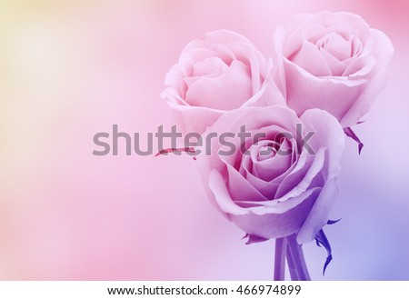 Rose Flower in colorful background design, copy space
