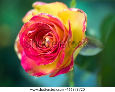 Roses on green blurred background with red yellow petals. Blooming red rose in the garden. Selective, soft focus