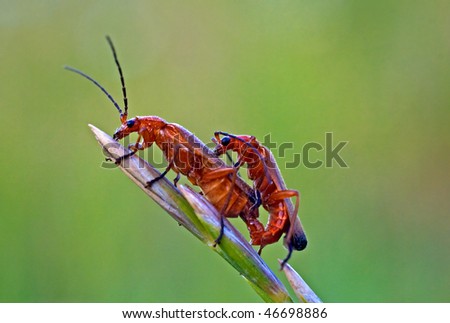 Two bugs copulatation Cantharis rustica