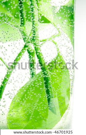 Air bubbles on a branches of lemon tree in the glass of water