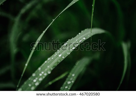 Water droplets on a leaf / leaves, lemon grass