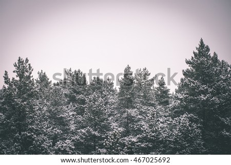panoramic view of misty forest. far horizon. winter scene - vintage film effect