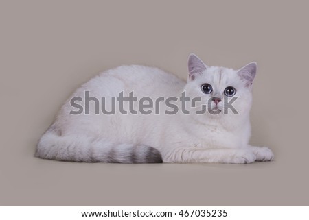 British cat silver shaded color on a light background isolated