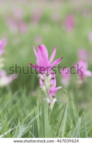 Area of pink , Beautiful pink flower (Curcuma sessilis) 