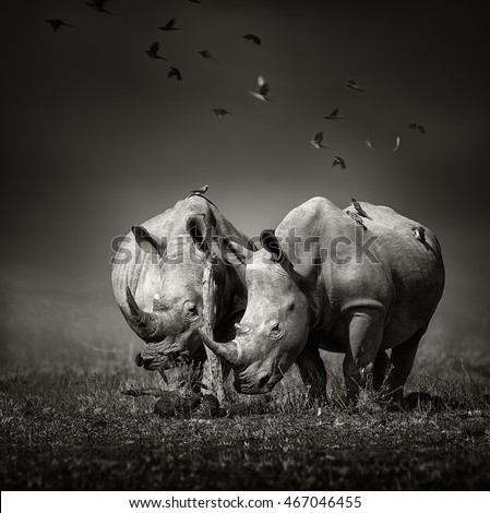 Two white Rhinoceros in the field with birds flying Royalty-Free Stock Photo #467046455