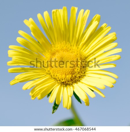 beautiful yellow flower nature