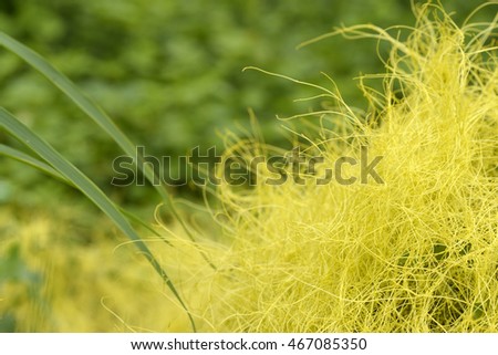 Gold thread weed leaf with blur green background