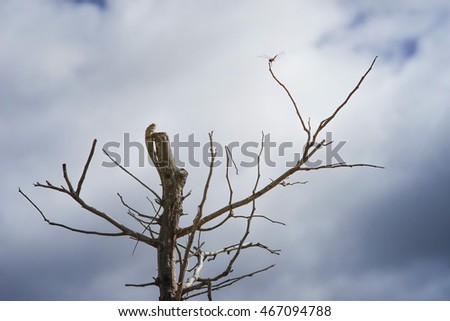 lizard,iguana on a top of tree for wait to eat a dragonfly with blue sky and clouds on background,filtered image,selective focus,high contrast picture style
