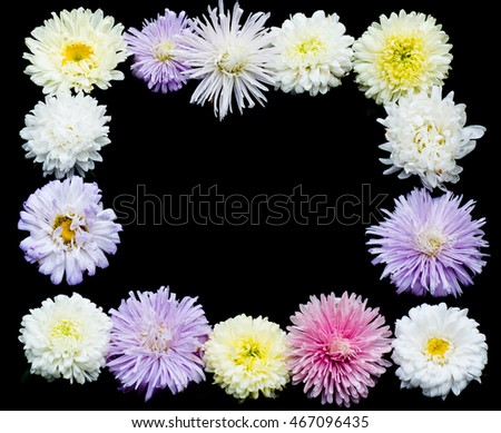 The aster flower is one flowering plant in daisy family,using for garden or cut-flower.