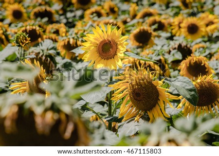 Field of blooming sunflowers in Loire Valley, France, Europe