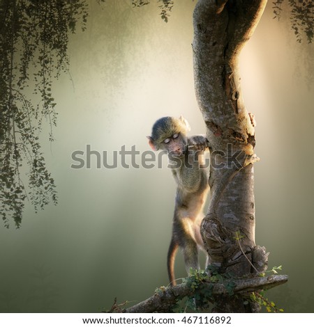 Baby Chacma Baboon playing in a tree with sunrays from the back (Digital Art)