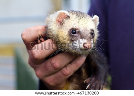 Person holding Ferret pet animal