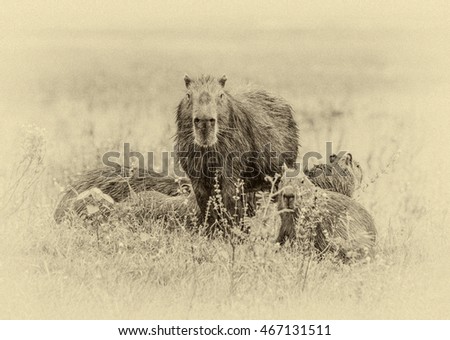 Family of the capybara in the El Cedral - Los Llanos, Venezuela, South America (stylized retro)
