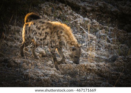 Spotted hyena walking through bush, Kruger National Park, South Africa