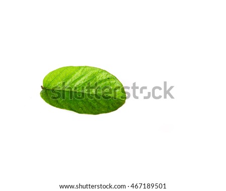 Close-up fresh green Guava or Apple Guava (Psidium Guajava) leaf isolated on white. Its freshly picked from home growth organic garden in Vietnam. Guava is popular in tropical regions. Food concept.