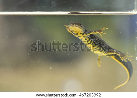 Great crested newt (Triturus cristatus)