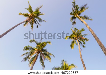 Coconut palm trees on blue sky background,Chang island national park Thailand.
