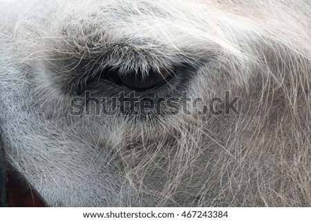 eye of a camel. one animal in harness closeup