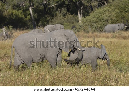 Elephants drinking and feeding on the Khawi River in Botswana Africa