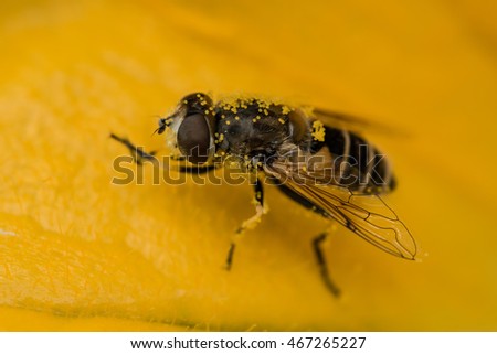 macro of Bee covered in pollen
