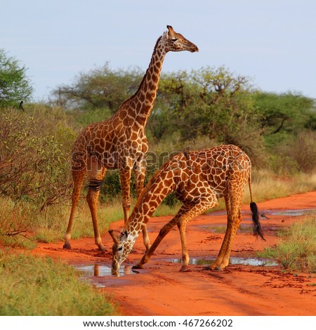 giraffe on waterhole 