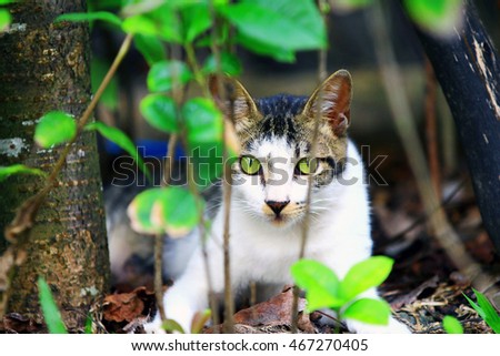 Animal, domestic cats, cute, ecology