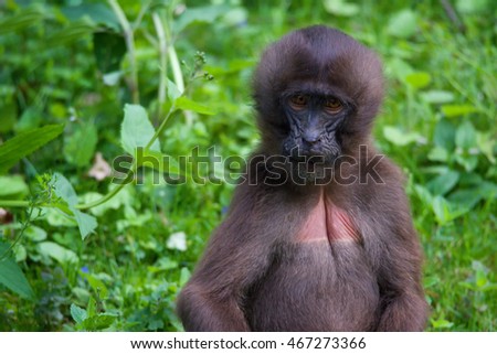 Gelada (Theropithecus gelada) sitting in the grass and watching his friends