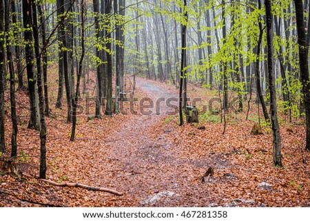 misty autumn forest trees. nature green wood sunlight backgrounds.