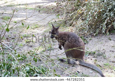 great grey kangaroo sitting in the sand on a background of trees