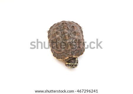 Small turtles on white paper background.