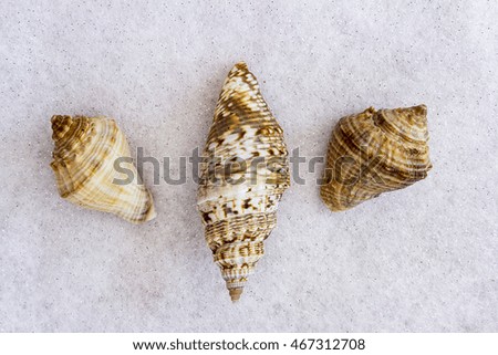 A display of three Seashells from the Mediterranean coastline on a white background