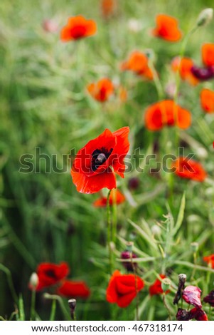 Drab poppies grow on the green field