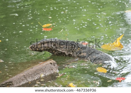 wild giant komodo dragon wild in Lumpini Park, Bangkok Thailand stock photo, stock, photograph, image, picture 