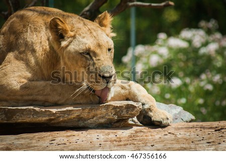 Picture of a beautiful lioness washinfg herself lying on a log
